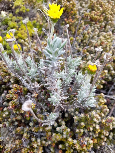 Image of Senecio falklandicus by (c) Flavien Saboureau, some rights reserved (CC BY)