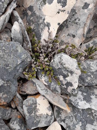 Image of Nassauvia serpens by (c) Flavien Saboureau, some rights reserved (CC BY)