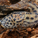 Lesma-Leopardo - Photo (c) Bernard DUPONT, alguns direitos reservados (CC BY-SA)