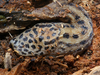 Leopard Slug - Photo (c) Bernard DUPONT, some rights reserved (CC BY-SA)