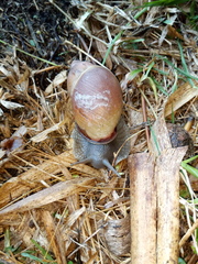 Megalobulimus oblongus