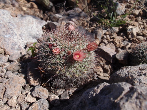 Mammillaria johnstonii