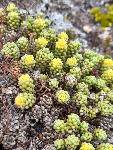 Image of Valeriana sedifolia by (c) Flavien Saboureau, some rights reserved (CC BY)
