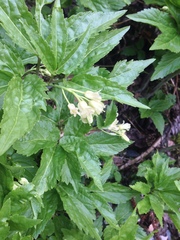 Cardamine enneaphyllos