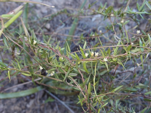 Image of Arizona Swallow-Wort (Metastelma arizonicum) by (c) Sue Carnahan, some rights reserved (CC BY)