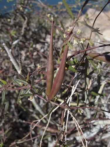Image of Arizona Swallow-Wort (Metastelma arizonicum) by (c) Sue Carnahan, some rights reserved (CC BY)