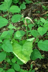Arum cylindraceum