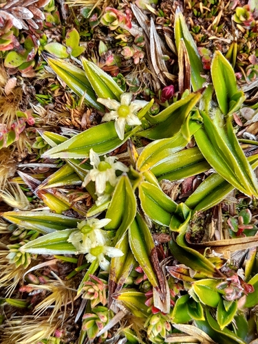 Astelia pumila (Astelia pumila)