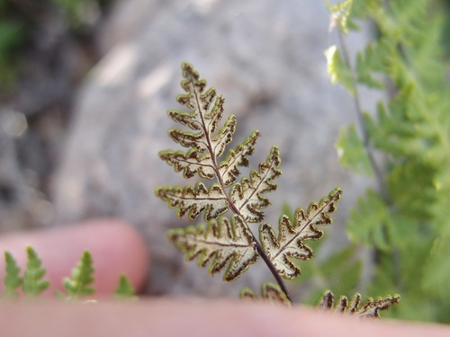 Image of Notholaena lemmonii by (c) Sue Carnahan, some rights reserved (CC BY)