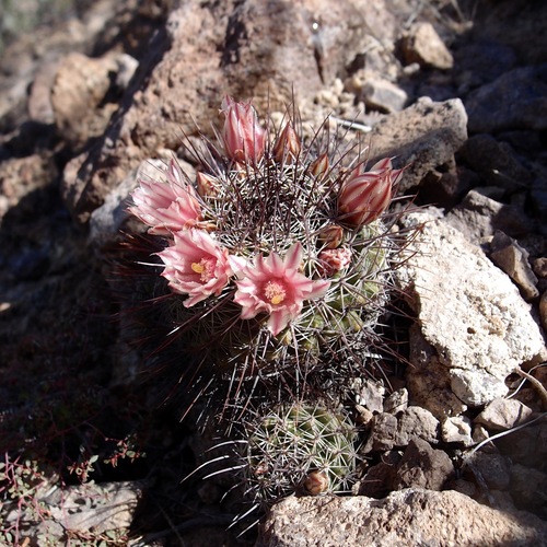 Mammillaria johnstonii