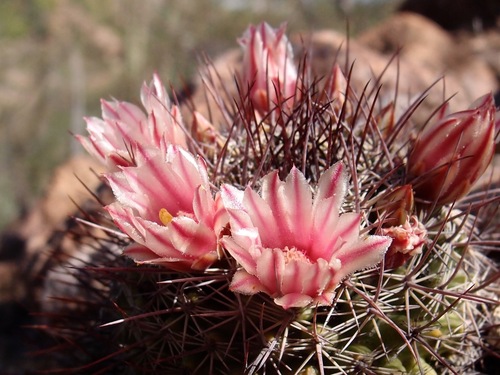 Mammillaria johnstonii