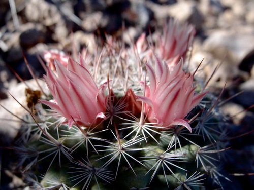 Mammillaria johnstonii