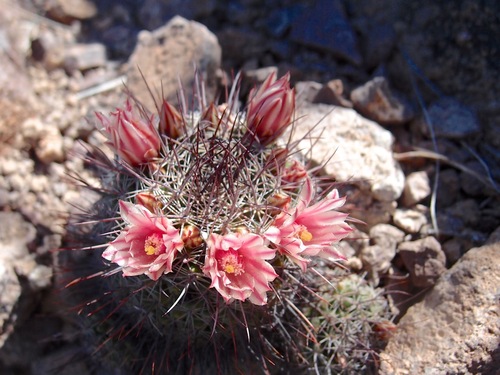 Mammillaria johnstonii