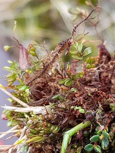 Image of Hymenophyllum caespitosum by (c) Flavien Saboureau, some rights reserved (CC BY)
