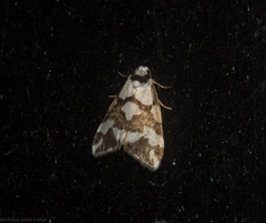 Thallarcha staurocola