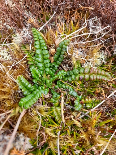 Image of Acaena pumila by (c) Flavien Saboureau, some rights reserved (CC BY)