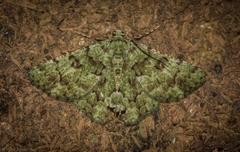 Aeolochroma hypochromaria