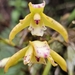 Maxillaria phoenicanthera - Photo (c) Gustavo Magnago, some rights reserved (CC BY-NC), uploaded by Gustavo Magnago