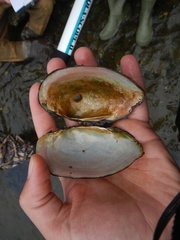 Atlanticoncha ochracea