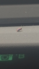 Coleoptera