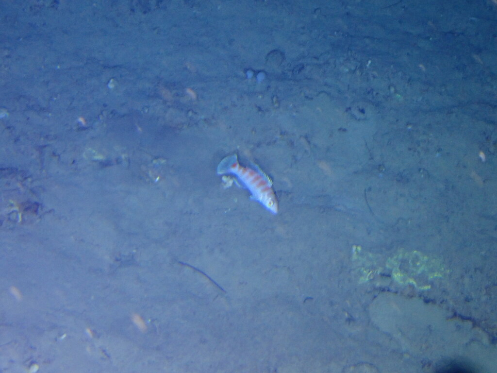 Candystriped Wrasse