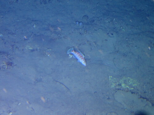 Candystriped Wrasse