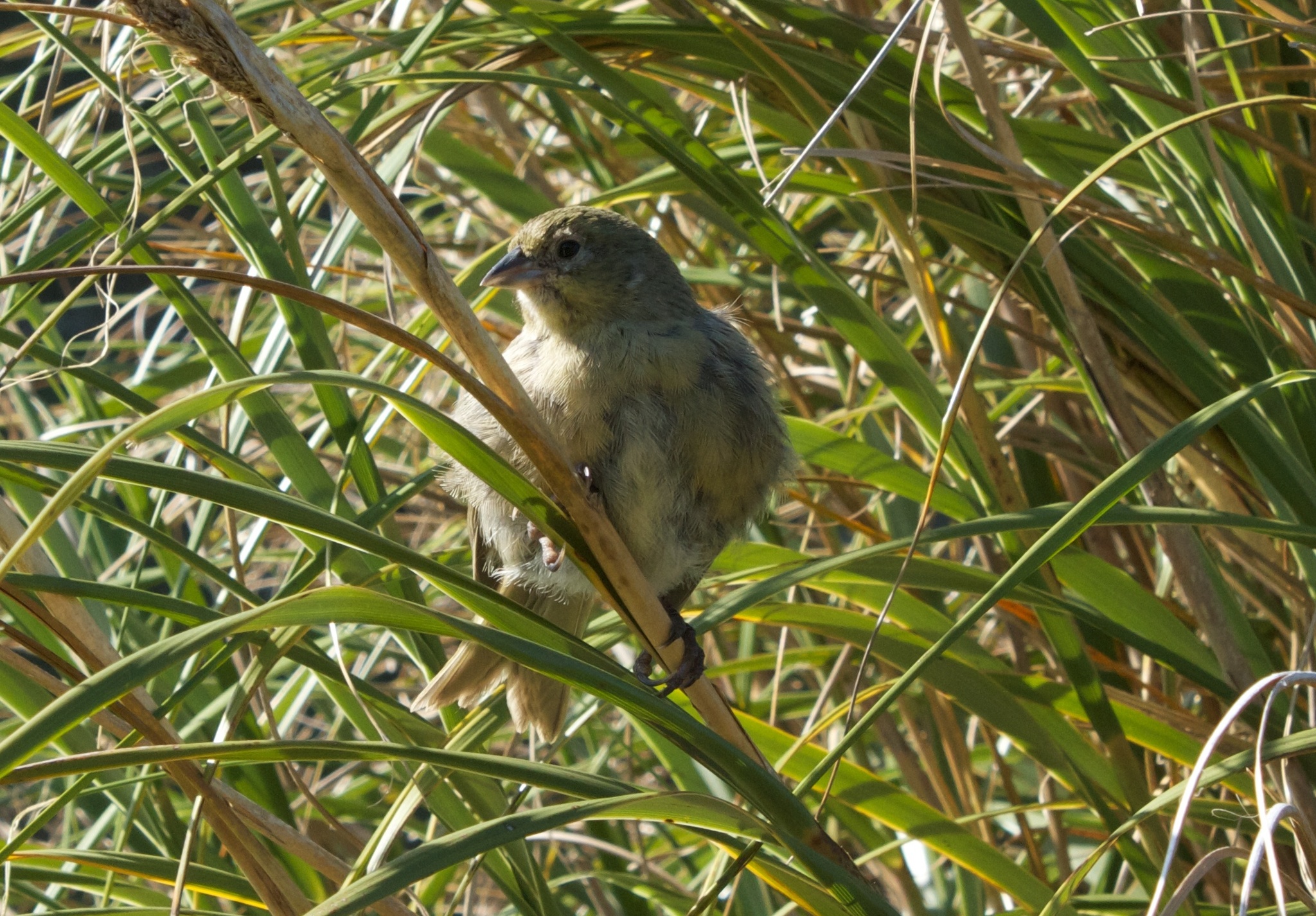 Nightingale Island Finch illustration