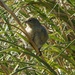 Nightingale Island Finch - Photo (c) Brian Gratwicke, some rights reserved (CC BY)