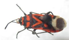 Graptostethus septus