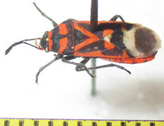 Graptostethus septus