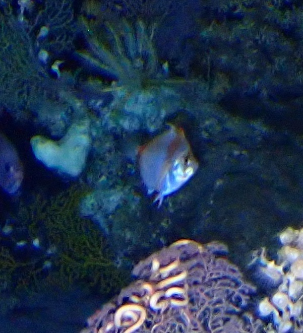 Deepbody boarfish