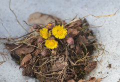 Tussilago farfara
