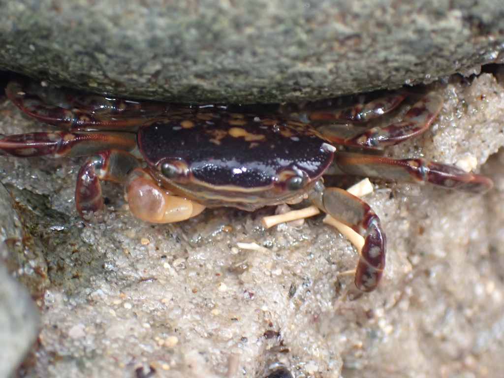 Cyclograpsus from City Of Melbourne Bay, Australia on November 30, 2023 ...