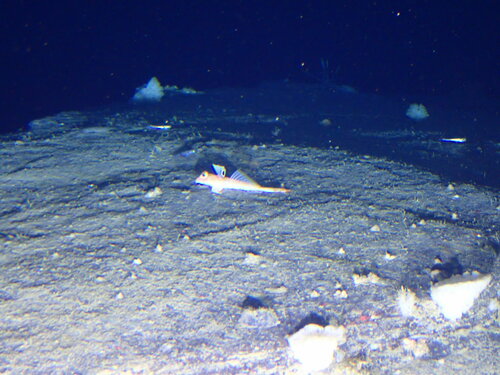 Spotfin Dragonet (Foetorepus agassizii) — Callionymidae