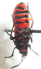 Graptostethus septus