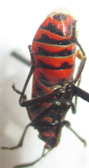 Graptostethus septus