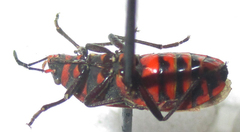 Graptostethus septus