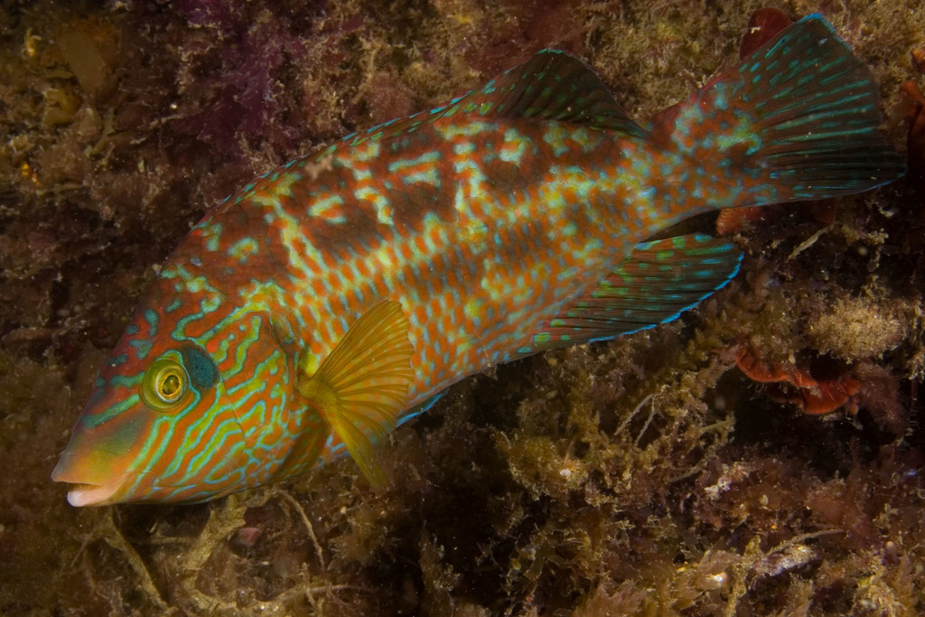 Corkwing Wrasse Symphodus Melops Marine Life Identification