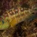 Corkwing Wrasse - Photo (c) João Pedro Silva, some rights reserved (CC BY-NC)