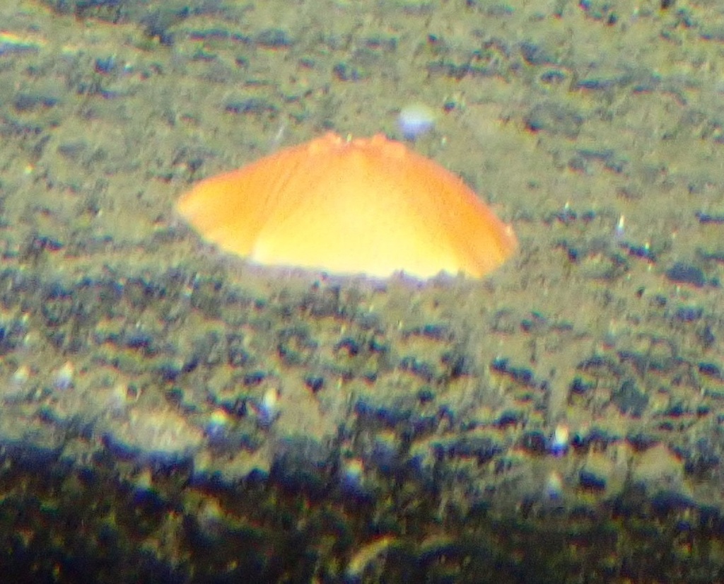Tremaster mirabilis