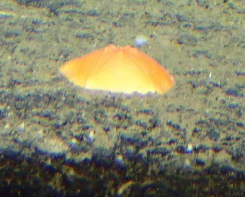 Tremaster mirabilis