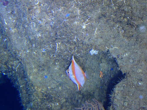 Antigonia capros observed 2023-07-27