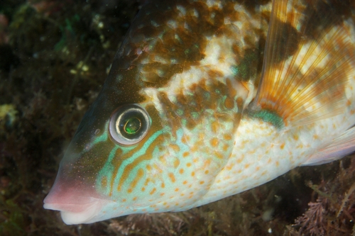 Baillon's Wrasse