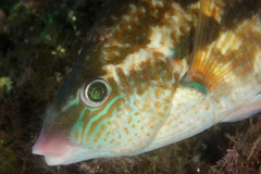 Baillon's Wrasse photo 2