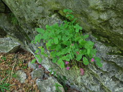 Sanguisorba magnifica