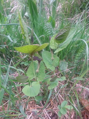 Aristolochia rotunda