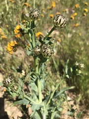 Malacothrix coulteri
