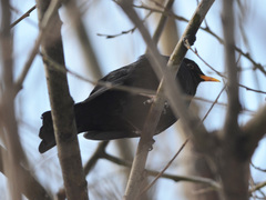 Turdus merula