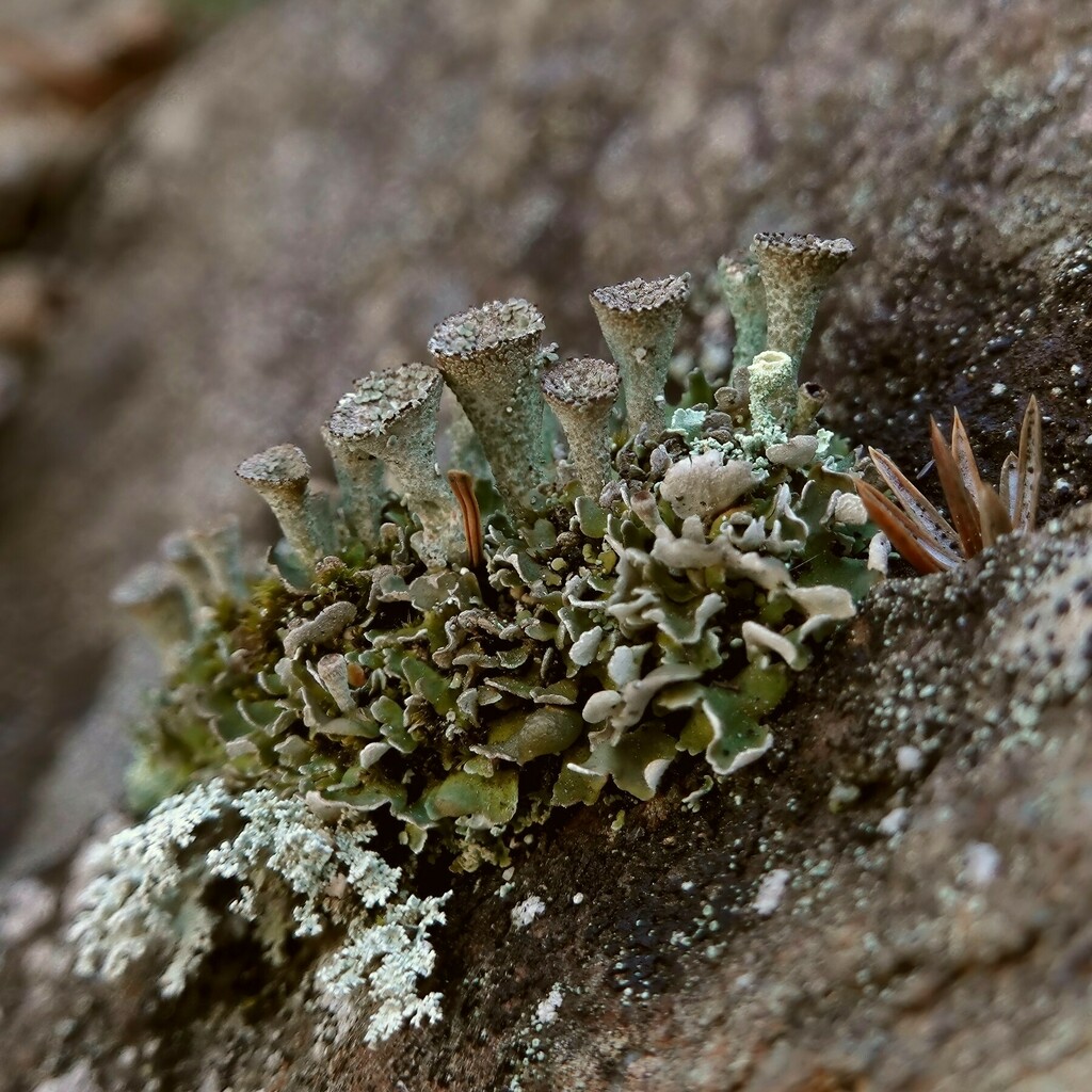 Rosette Pixie-cup Lichen ( Montana lichens you need to know) · iNaturalist