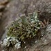 Rosette Pixie-cup Lichen - Photo (c) Hans, some rights reserved (CC BY-NC), uploaded by Hans